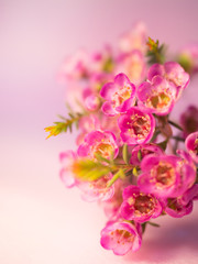 Fototapeta na wymiar Pink flower on blurred background with beautiful bokeh, specially highlight the beauty of flower
