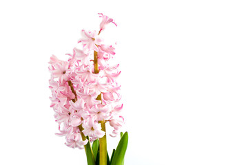 flower plant hyacinth on a colored background