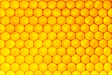 Bienenwaben mit Honig gefüllt im Gegenlicht Nahaufnahme Makro