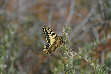Yellow Butterfly in Ibiza Spain