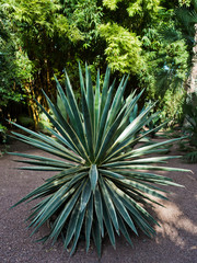 Variety of plants and trees at Majorelle garden in Marrakech, Morocco, Africa