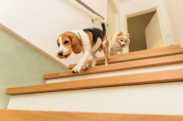 Dogs running down the stairs beagle with german spitz