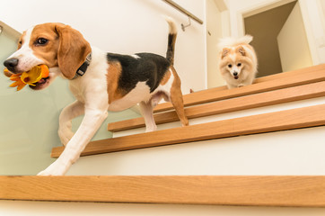 Dogs running down the stairs beagle with german spitz