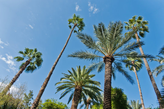 Variety of palms and other trees against blue sky at Majorelle garden in Marrakech, Morocco, Africa