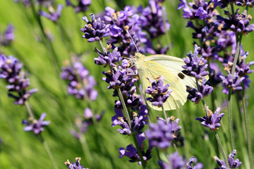 Buterfly cabbage butterfly on flower, macro. Pieris brassicae pollinating lavender in eco, rustic, home garden.