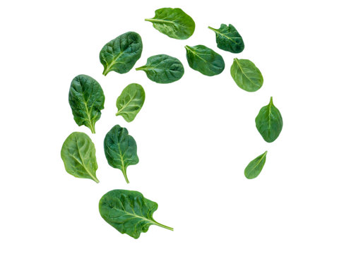 Spiral flying heap of spinach leaves