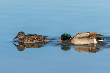 Drake and Hen Mallard on Lake