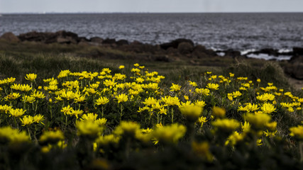 Wild flower in spring season in Urugua´s seashore