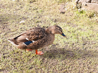 brown female duck mallard on green grass below portrait close up