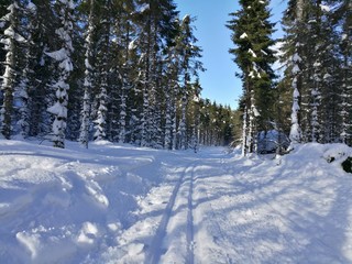 Fototapeta na wymiar Ski trails in the forest