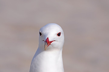 Seagul in Ibiza