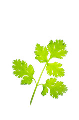 coriander isolate on white background
