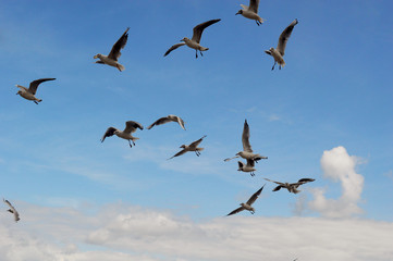 Flyimg skulls on the sky