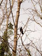 close up of male blackbird resting in bare branches of tree winter spring