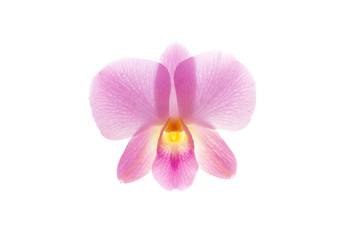 orchid isolate on white background