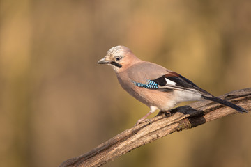 Eurasian Jay isolated