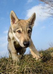 Cute Czechoslovakian wolf