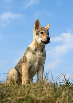Cute Czechoslovakian wolf