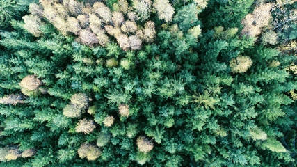 Naklejka na ściany i meble Aerial view of forest
