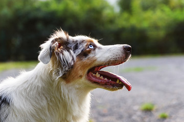 Australian Shepherd dog