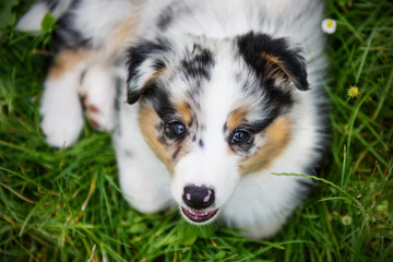 Australian Shepherd dog