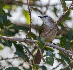  Yellow-vented Bulbul. ( Pycnonotus goiavier )
