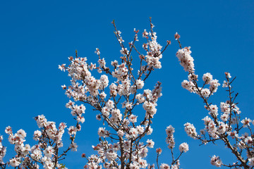 Flowers of almonds on the branches of a tree