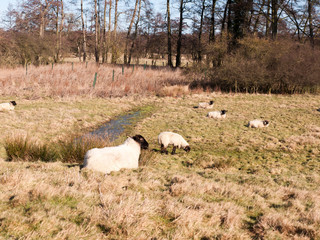 close up of sheep resting grazing eating grass in field summer spring