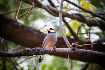 Java sparrow ( Lonchura oryzivora) 