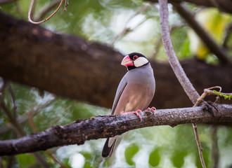 Java sparrow ( Lonchura oryzivora) 