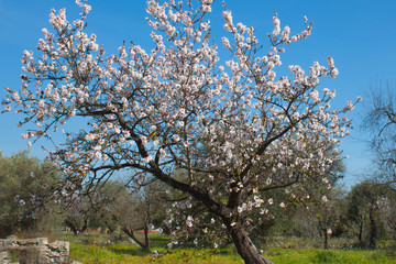 Fototapeta premium Flowering almond tree in the garden
