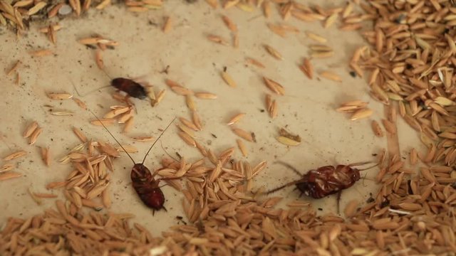 Cockroaches die at the heap. Because humans spray cockroaches.