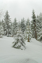 Fir tree in a fresh snow in a winter forest under overcast sky