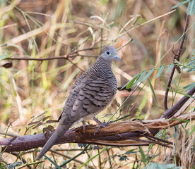 zebra dove (Geopelia striata) 