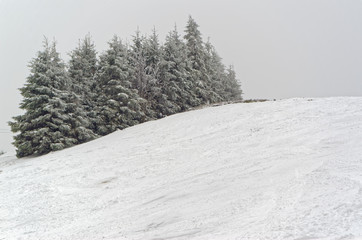 Trees in snow on the peak of a ski piste, Sonnenberg ski piste in Harz mountains region, Germany