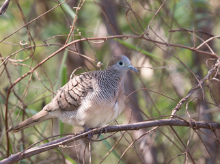 zebra dove (Geopelia striata) 