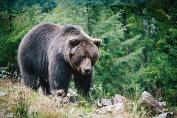 Big brown Bear walking in the forest among the fir trees
