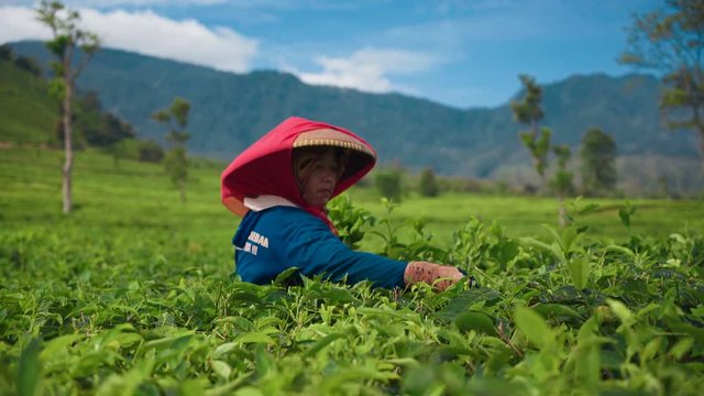 Adult indonesian woman picking tea leaves from shrub