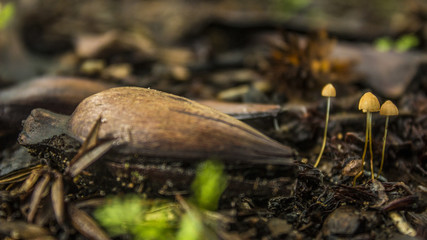 Wild mushroom with a rotting Araucaria tree seed