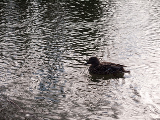 close up portrait of female brown mallard duck wading on water surface ripples