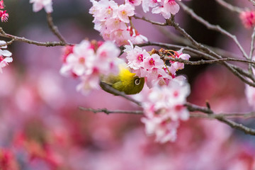 The Japanese White-eye.The background is cherry blossoms(Japanese name is Kanzakura). Located in Tokyo Prefecture Japan.