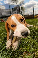 Beagle dog eats a treat in a garden on the grass