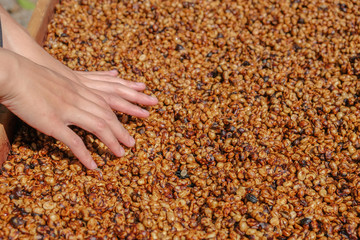 Honey process coffee with sunlight.