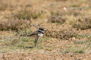 Cute Young Killdeer in a  Field