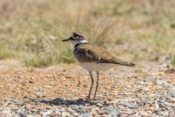 Killdeer in a  Field