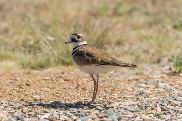 Killdeer in a  Field