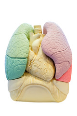 Anatomy segment lung model,  internal organs of human body for use in medical education, isolated...