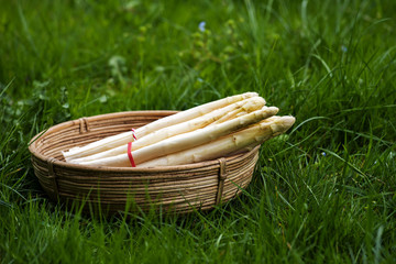 fresh white asparagus in a basket outdoors in the grass, copy space