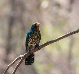 Asian emerald cuckoo has a green top body  gleaming like a jewel. Attracting bird watchers and photographers flocked to each other as news of how people saw it in the park.