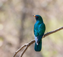 Asian emerald cuckoo has a green top body  gleaming like a jewel. Attracting bird watchers and...